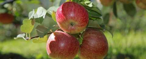 Südtiroler Äpfel − Apfelbaum